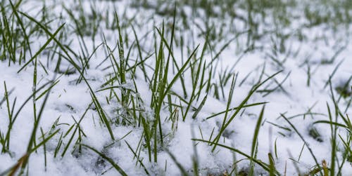 Free stock photo of artificial snow, beautiful, blades of grass
