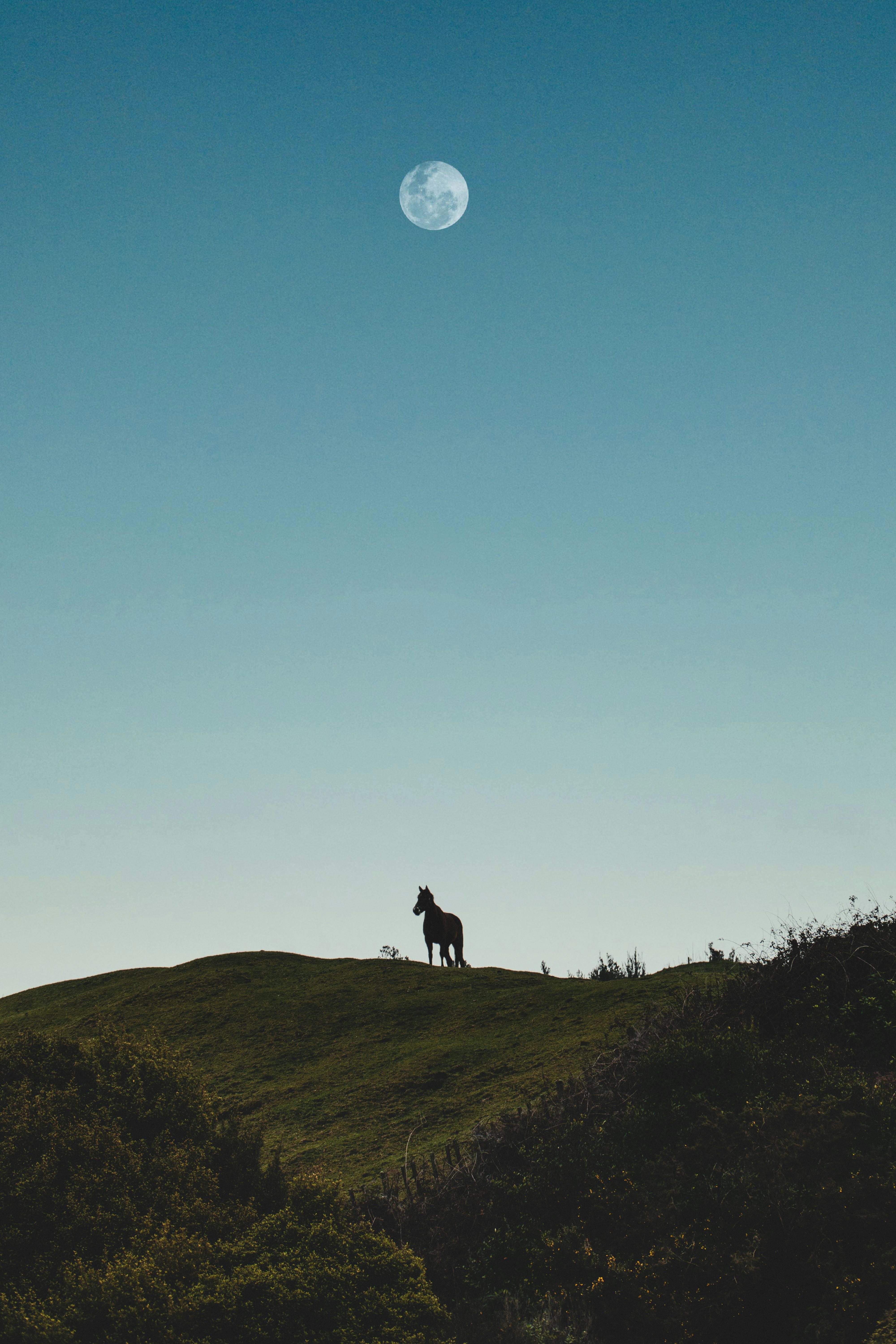 A solitary horse stands on a hilltop under a full moon, creating a dramatic silhouette.