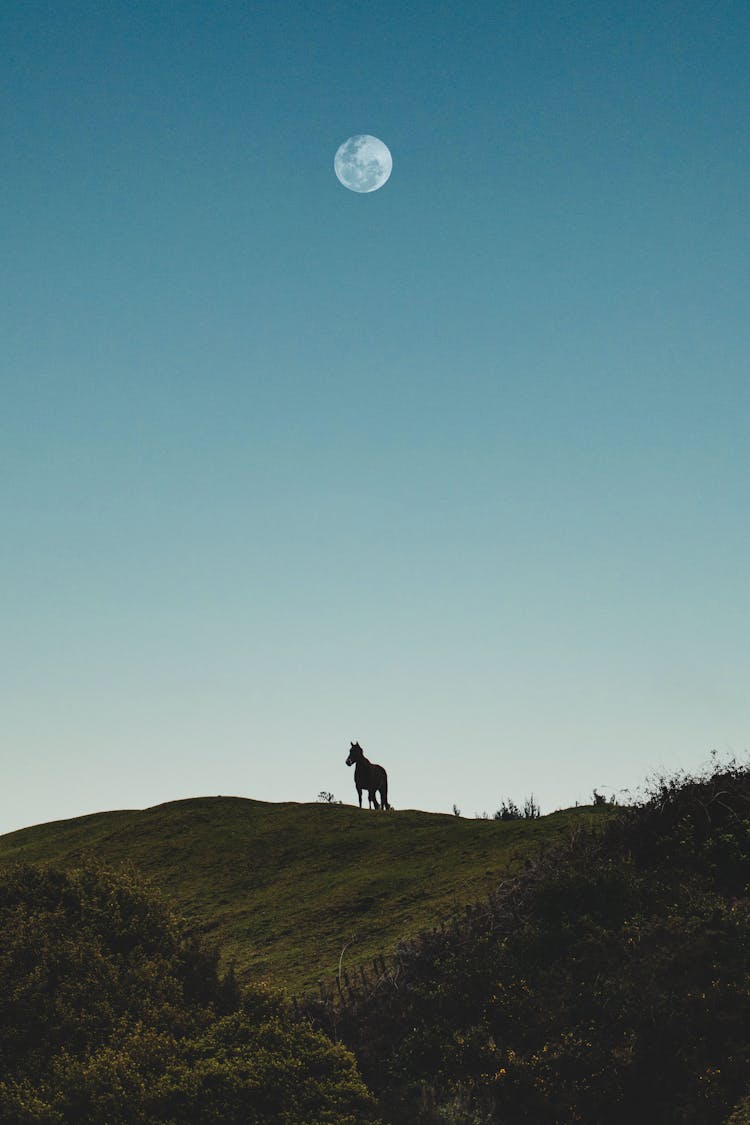 A Horse On A Hilltop