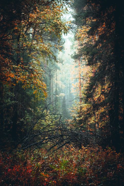 Free Tranquil forest pathway during fall capturing misty atmosphere and colorful foliage. Stock Photo