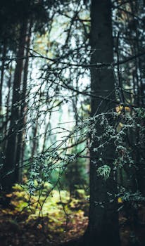 A serene forest view showcasing lichen-covered branches in a lush, shadowy woodland setting.