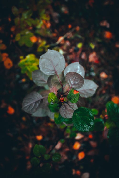 Leaves of a Plant in Close-up Photography