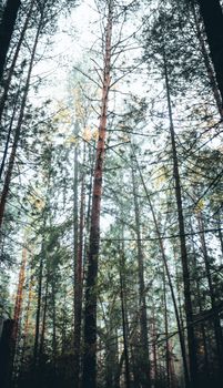 A serene forest scene with tall pine trees reaching towards the sky.