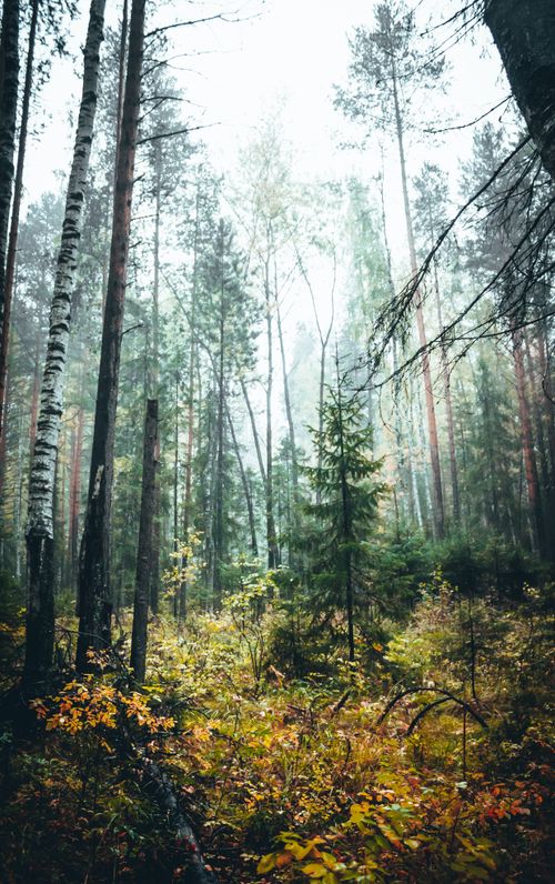 Free Tranquil autumn forest scene with tall trees and mist creating a serene atmosphere. Stock Photo