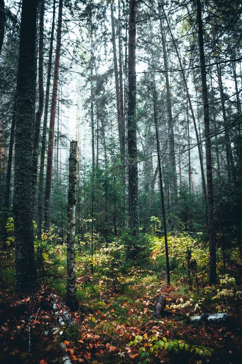 Free Tranquil forest scene with dense trees and lush greenery, capturing the essence of nature. Stock Photo