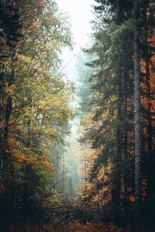 Free A serene pathway through a lush autumn forest with tall trees and vibrant foliage. Stock Photo