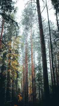 A serene misty forest scene with towering trees and autumn foliage, creating an ethereal atmosphere.