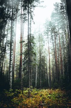 A serene misty forest with tall evergreen trees, capturing nature's tranquility.