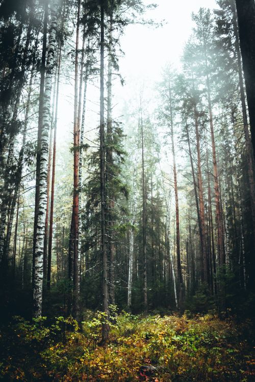 Free A serene misty forest with tall evergreen trees, capturing nature's tranquility. Stock Photo