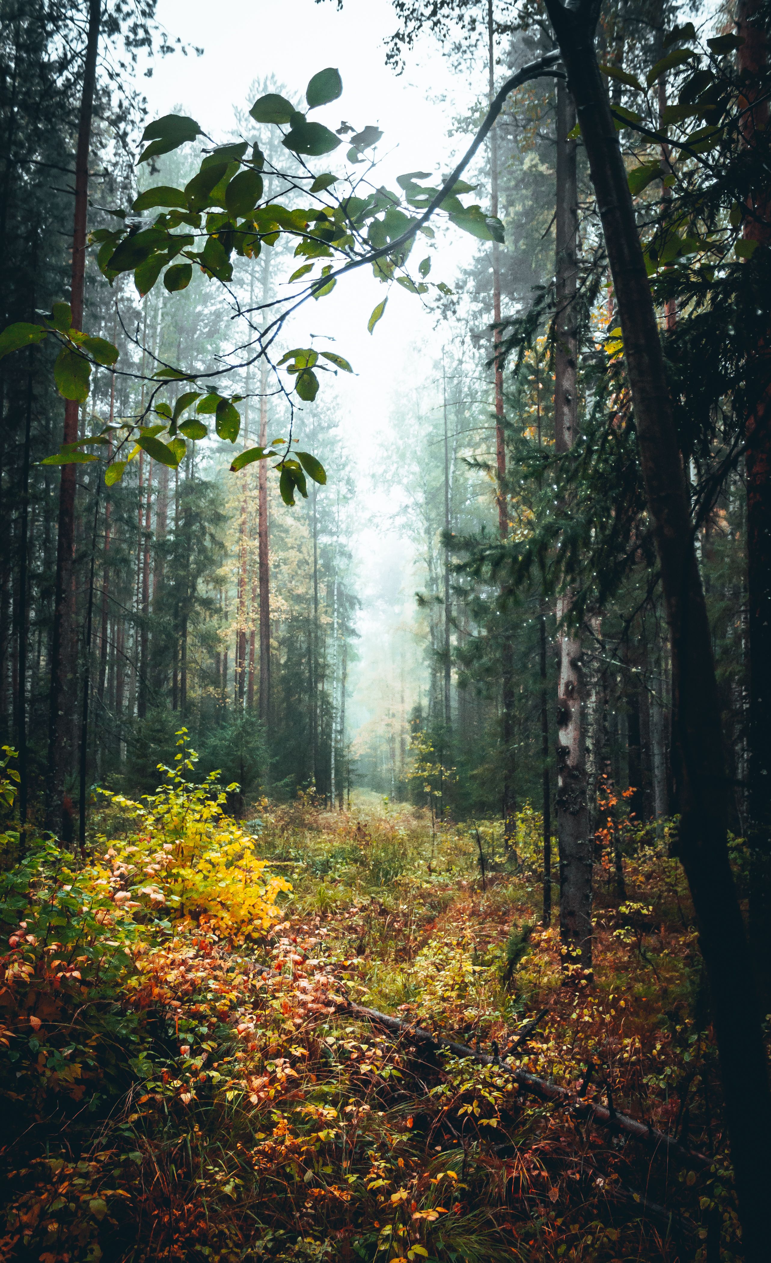 Fotomural Un sereno bosque brumoso en otoño que muestra altos árboles y un follaje vibrante.