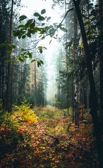 Fotomural Un sereno bosque brumoso en otoño que muestra altos árboles y un follaje vibrante.