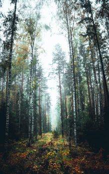 A serene walk through a misty autumn forest with tall birch trees.
