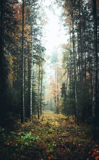 Fotomural Escena tranquila de bosque otoñal con un sendero arbolado, mostrando un vibrante follaje de otoño.