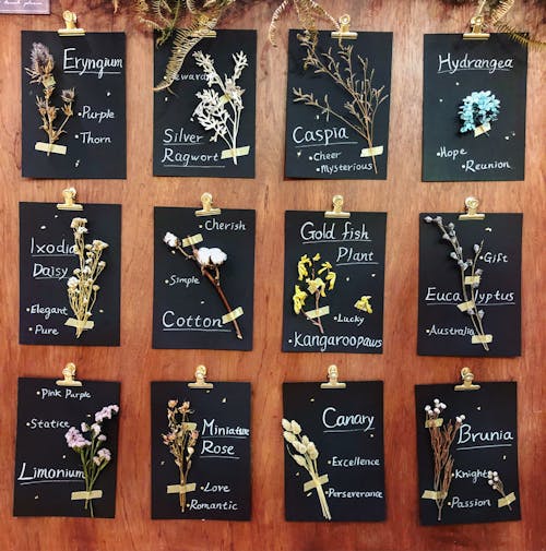 Free Variety of Dried Flowers on Paper with Handwritten Names Stock Photo