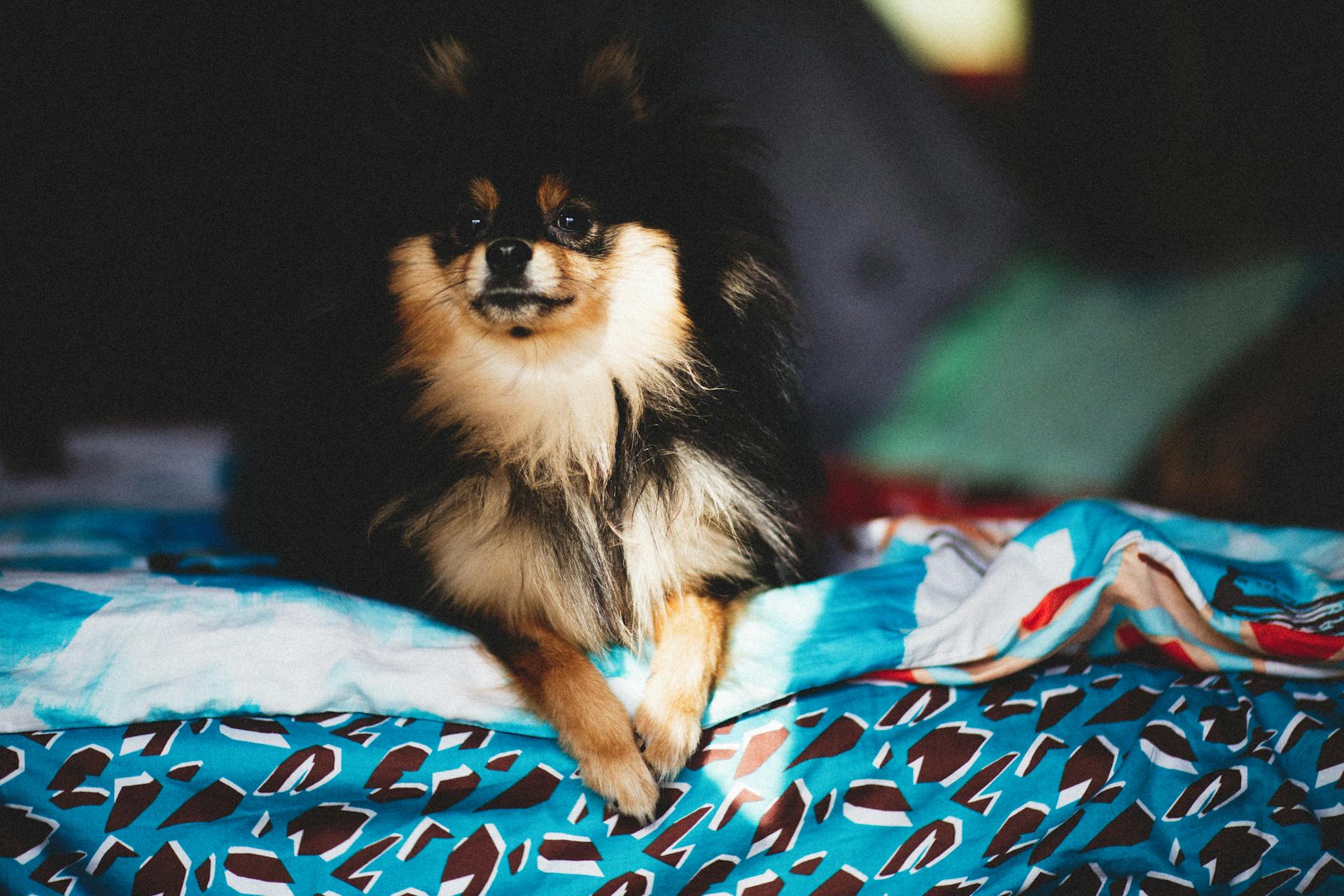 A Black and Tan Pomeranian Lying on a Cloth