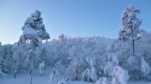 Forest Trees Covered in Snow 