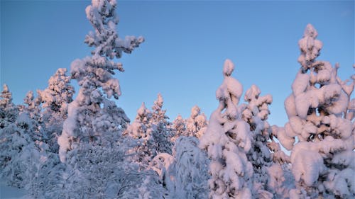 คลังภาพถ่ายฟรี ของ ต้นไม้, มีหิมะปกคลุม, ฤดูหนาว