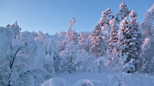 Trees Covered by Snow