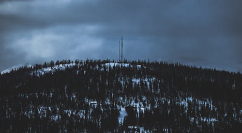 Bäume Während Der Nacht