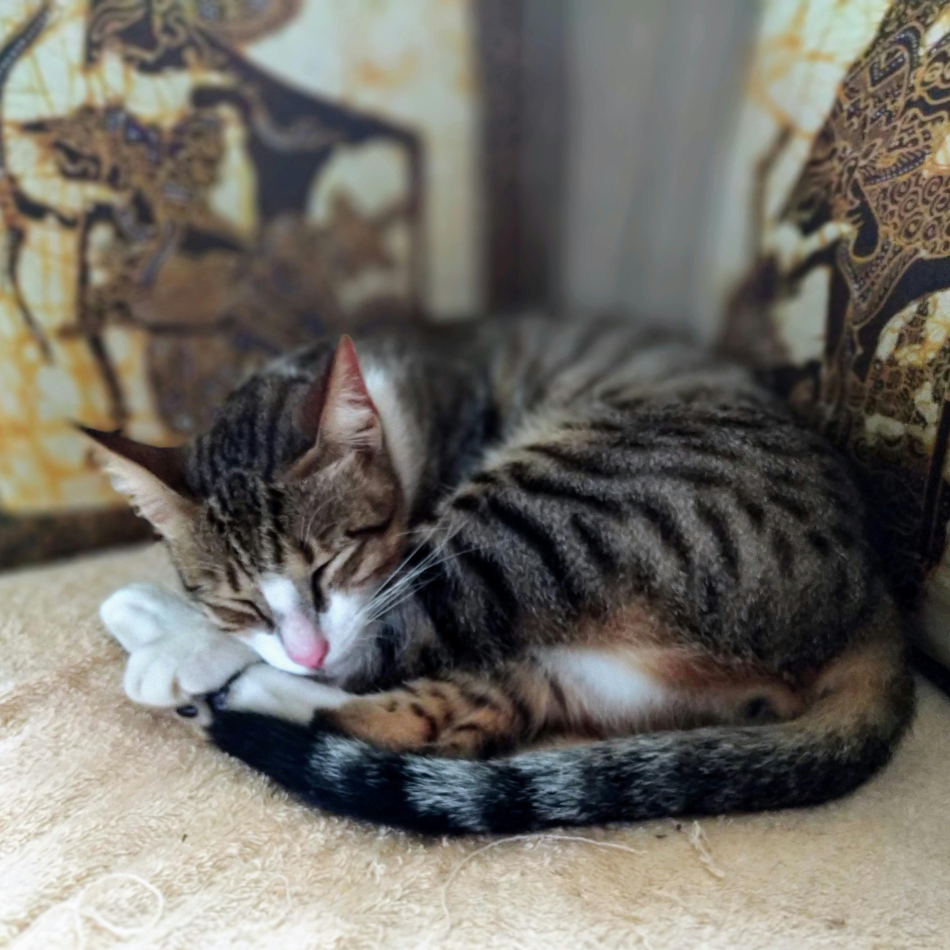 Foto Stok Gratis Tentang Binatang Imut Binatang Lucu Hewan Imut