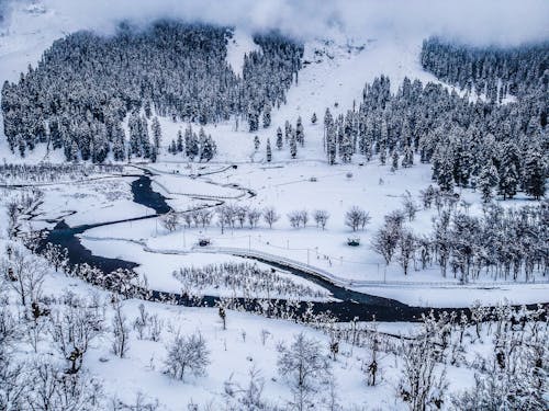 Snow Covered Land with Coniferous Trees