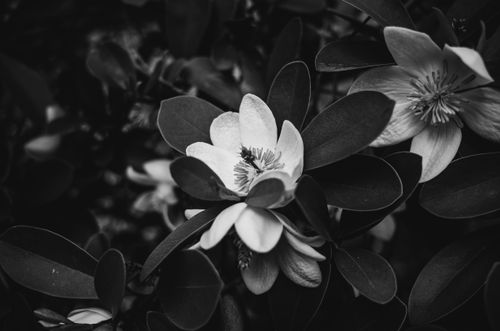Free Artistic black and white close-up of magnolia flowers, showcasing delicate petals and lush leaves. Stock Photo