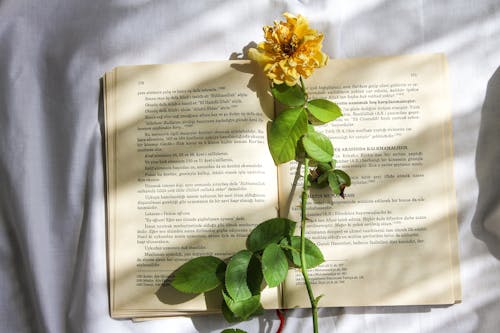 Gratuit Imagine de stoc gratuită din carte, floare galbenă, floră Fotografie de stoc