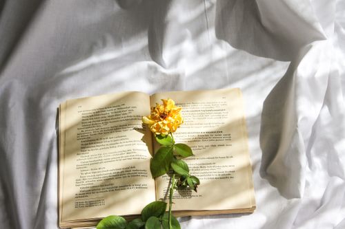 Free A book lies open on white fabric with a yellow flower casting shadows in sunlight. Stock Photo