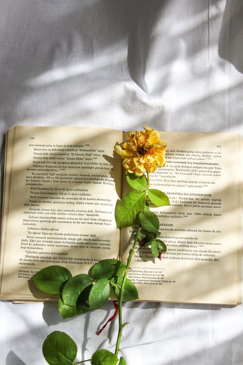Free A yellow rose resting on an open vintage book under soft sunlight. Stock Photo