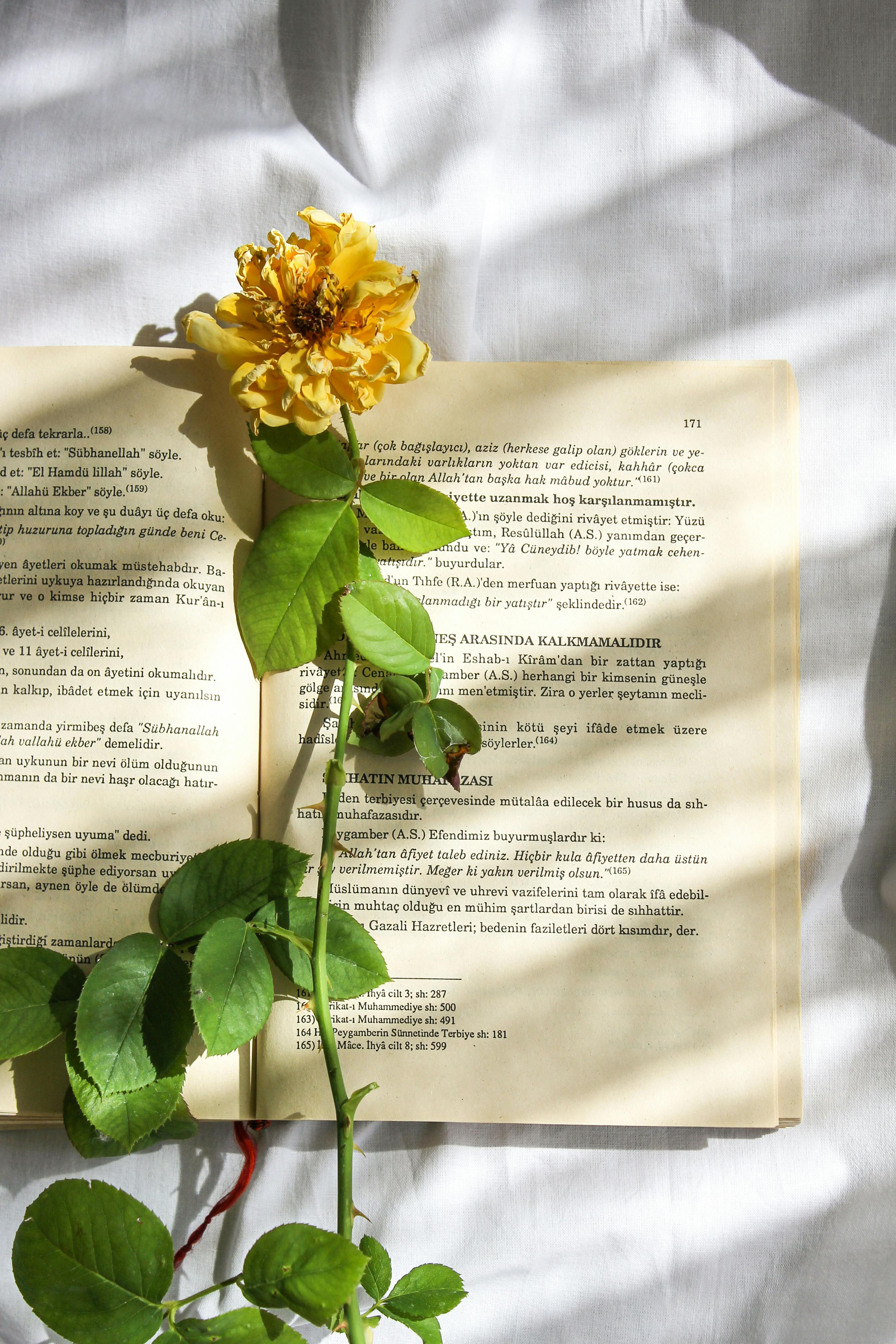A serene still life of a yellow rose resting on an open book under soft sunlight.