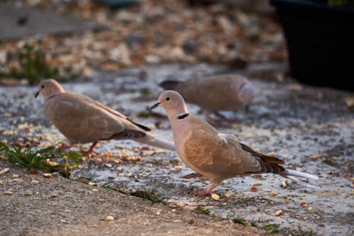 Doves Perched on Concrete Surface