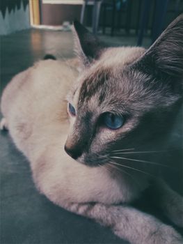 一只蓝眼睛的连体猫的特写镜头躺在室内的表面上