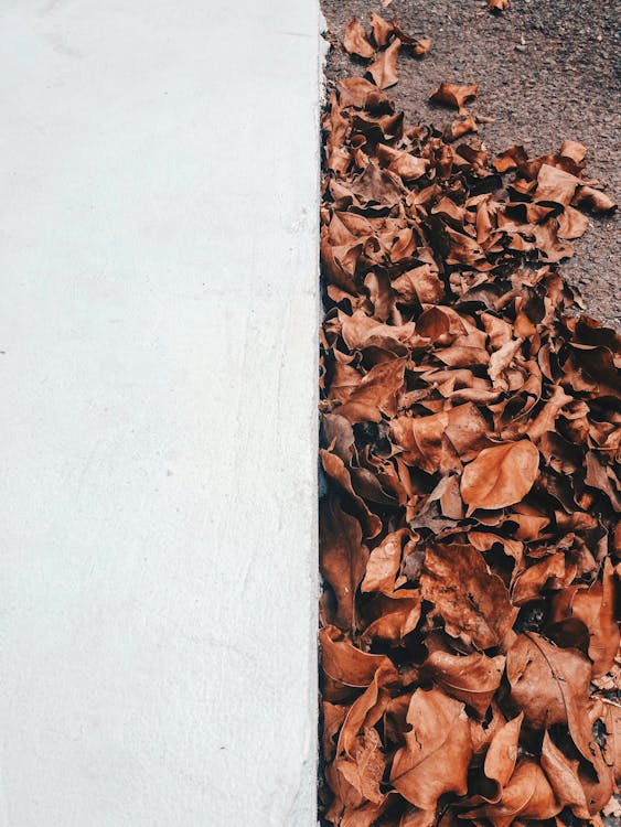 Dried Leaves Near White Concrete Wall · Free Stock Photo