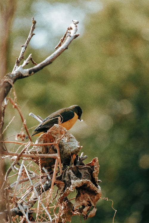 Free Fawn-breasted tanager perched among dry branches, showcasing natural beauty. Stock Photo