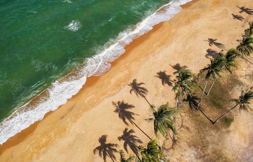 Aerial Photo of Beige With Coconut Trees