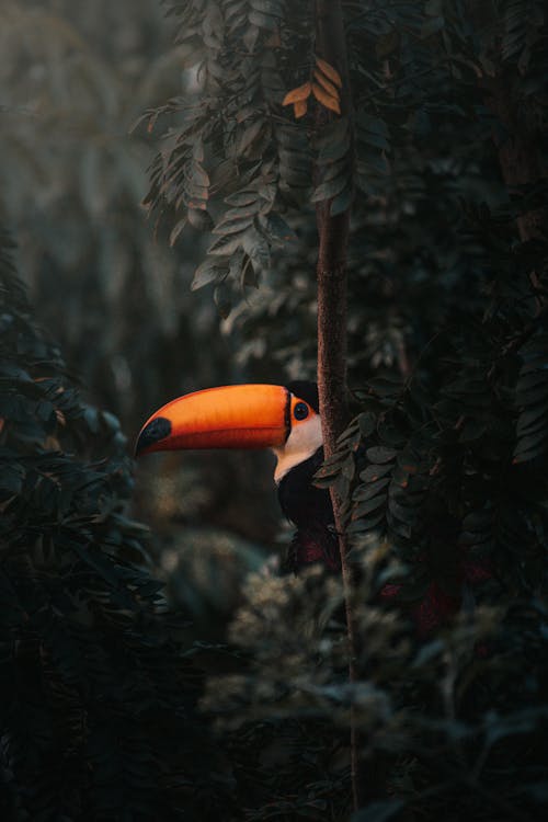 Free Bird with Orange Beak on a Tree Stock Photo