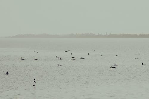 Бесплатное стоковое фото с Балтийское море, водоплавающие птицы, лебеди