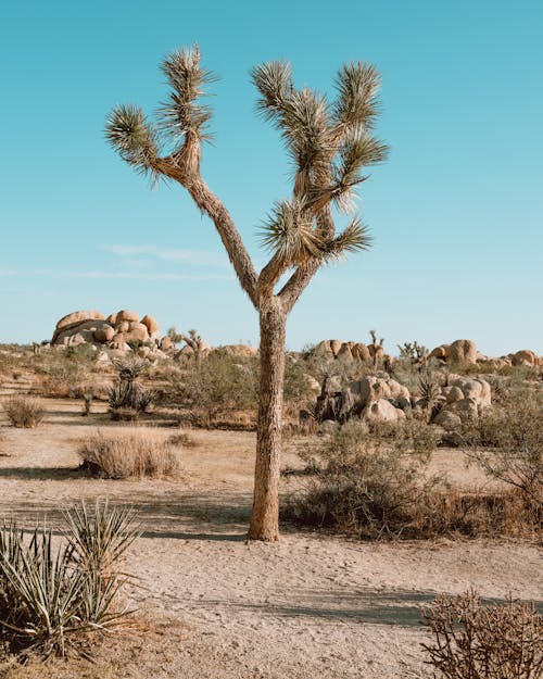 Fotos de stock gratuitas de árbol, árido, Desierto
