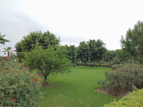 多雲的天空, 花, 花園 的 免費圖庫相片