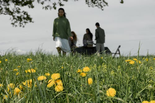 Gratis stockfoto met gele bloemen, grasveld, kameraden