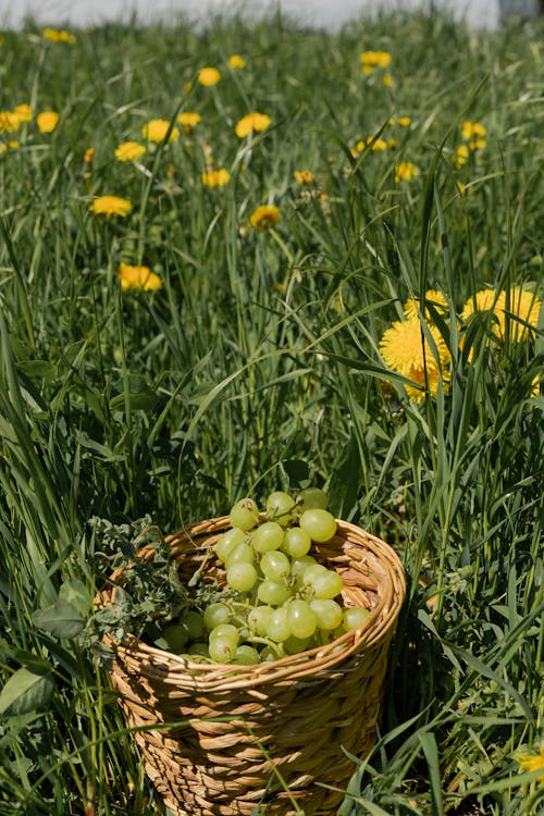 Immagine gratuita di cesto di frutta, cibo, concentrarsi sulle conoscenze acquisite