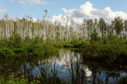 Бесплатное стоковое фото с зеленые деревья, окружающая среда, отражение воды