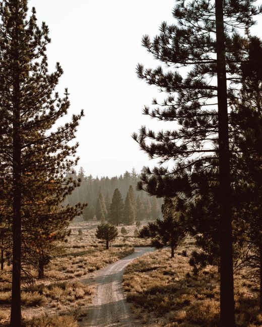 A serene dirt road weaves through a lush pine forest, capturing nature's tranquil beauty.