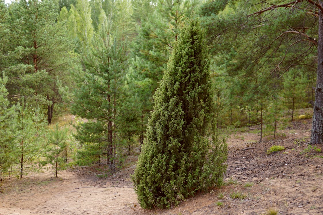 Immagine gratuita di alberi, boschetto, bosco