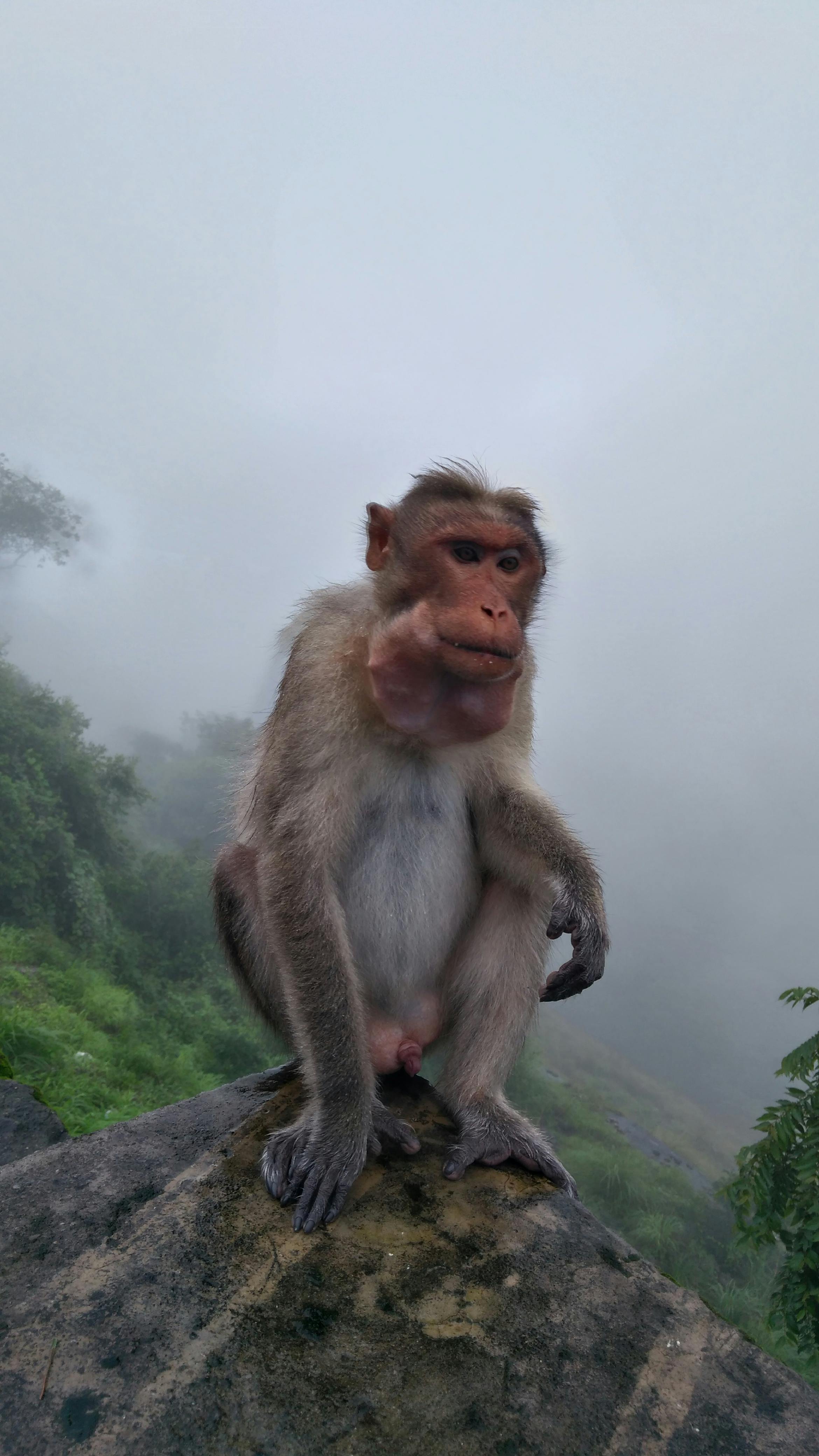 Free stock photo of monkey, monkey sitting