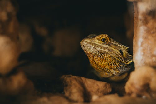 Brown and Black Bearded Dragon