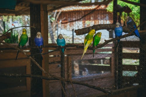 Free stock photo of birds, poultry