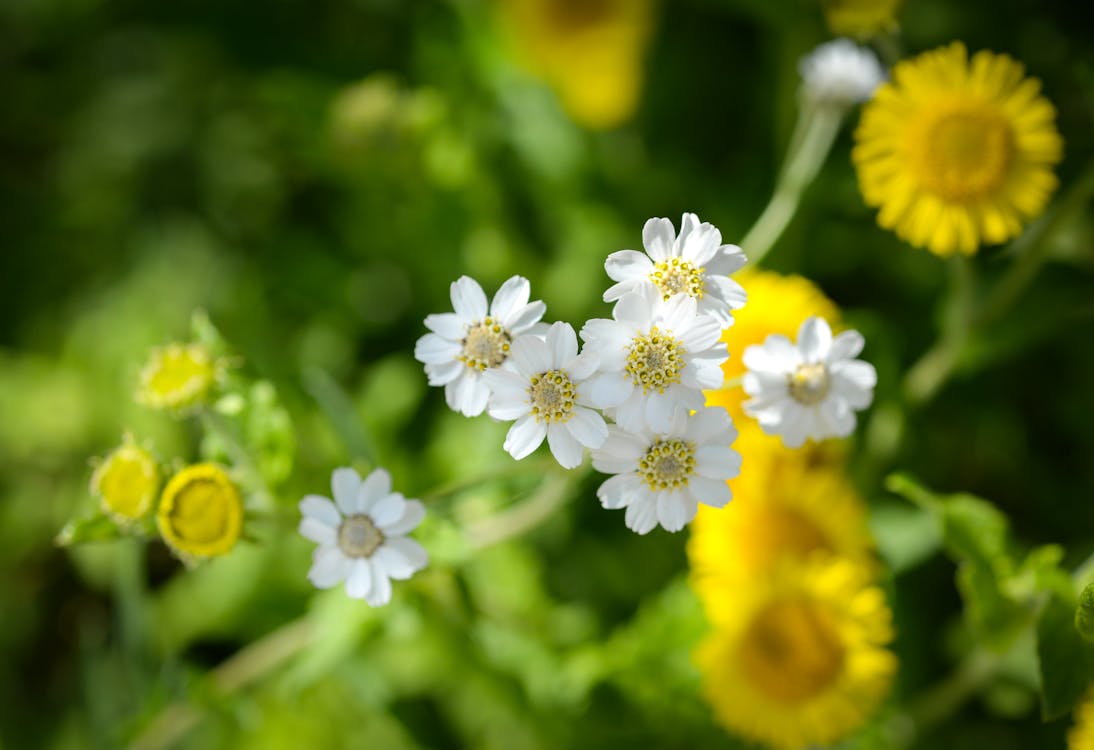 Shallow Photography Of White Flowers