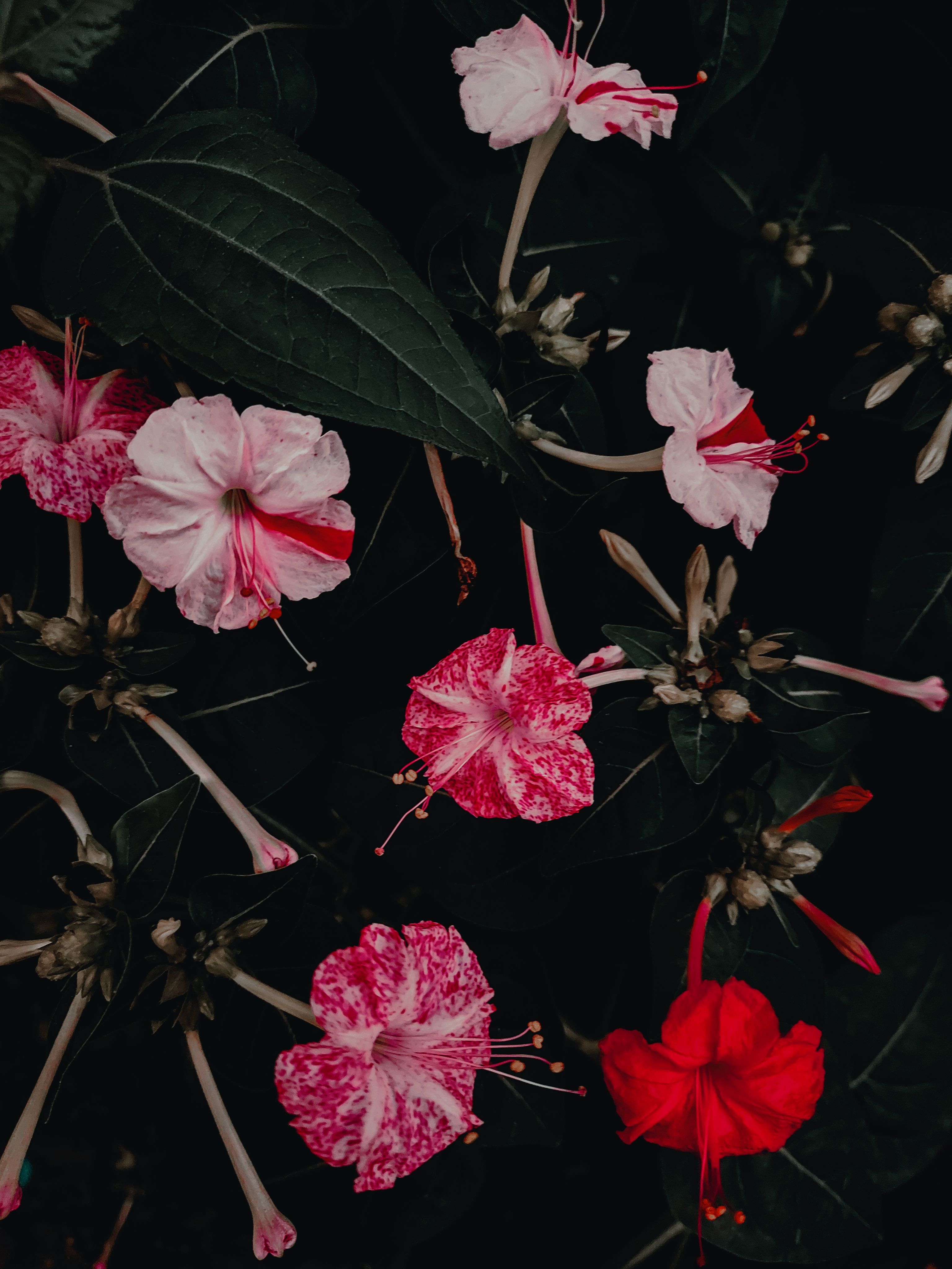 Gratuit Imagine de stoc gratuită din a închide, botanic, botanică Fotografie de stoc