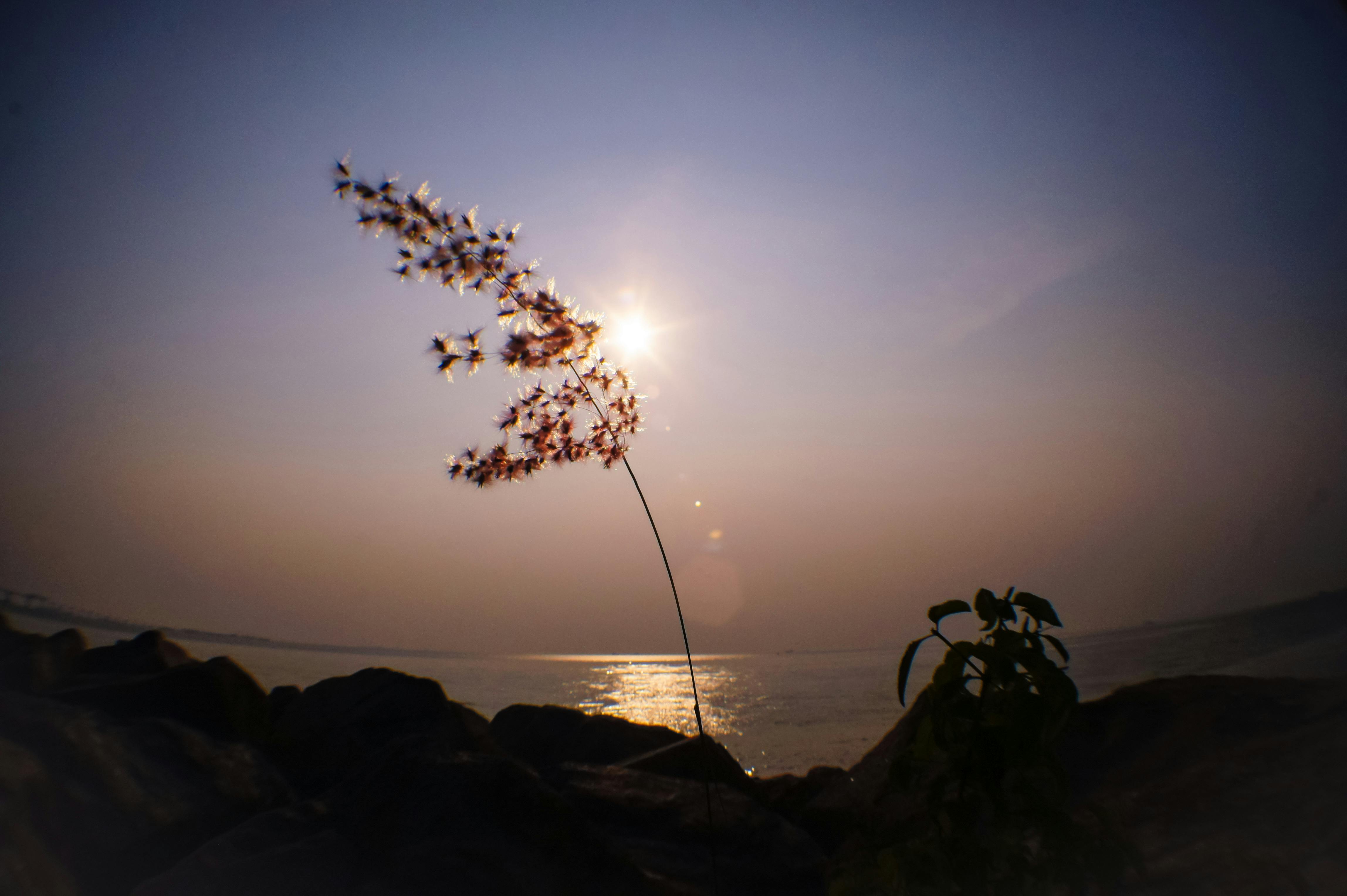 Free stock photo of airport, flower, hope